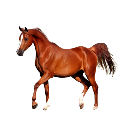 Horses